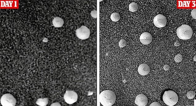 3 دانشمند مدعی وجود "قارچ" در مریخ شدند!