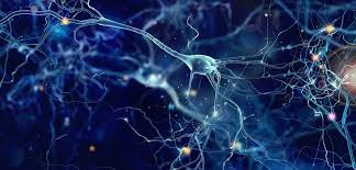 درسنامه‌ی زیست یازدهم:گفتار دو تنظیم عصبی(آزمون 17 آذر)