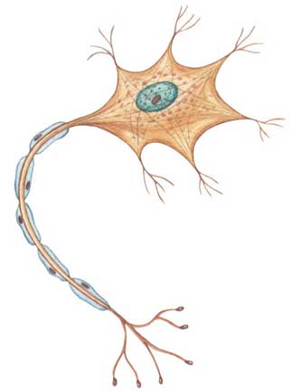 درسنامه‌ی زیست یازدهم: گفتار یک تنطیم عصبی(آزمون 17 آذر)