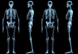 درسنامه زیست یازدهم:گفتار یک دستگاه حرکتی(آزمون 17 آذر)