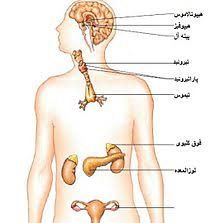 درسنامه زیست یازدهم:گفتار یک تنظیم شیمیایی(آزمون 1 دی)