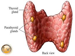 درسنامه زیست یازدهم:گفتار دو تنظیم شیمیایی(آزمون 1 دی)