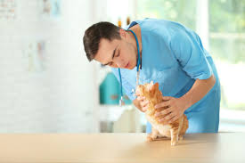 معرفی مشاغل ویژه نهمی ها: دامپزشکی