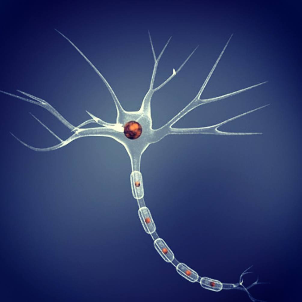 تست سری دوم زیست شناسی یازدهم تجربی (آمادگی آزمون 5 مرداد)