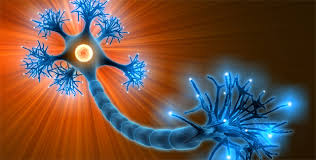 تست زیست شناسی یازدهم تجربی (آمادگی آزمون 19 مرداد)