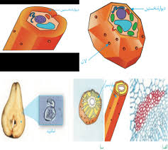 درس‌نامه سامانه بافتی - از یاخته تا گیاه - مجتبی میرزایی