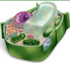 واکوئول- درس‌نامه و تست«از یاخته تا گیاه»- فریبرز علیزاده