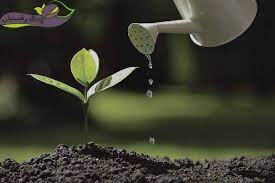 5 تست کتاب آبی زیست دهم از مبحث خاک و مواد مغذی- محیا اصغری