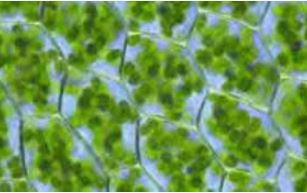 نکات مربوط به ویژگی‌های یاخته گیاهی- محمدرضا جهانشاهلو