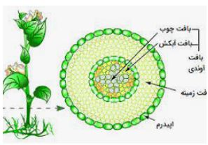 ساختار گیاهان- از یاخته تا گیاه - علی طاهرخانی
