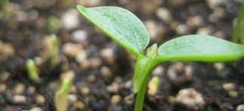 آزمونک زیست دهم- از یاخته تا گیاه- آرکان آقایاری