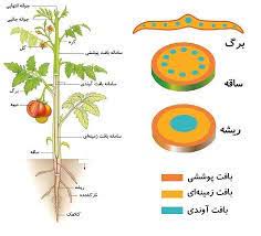 نکات مربوط به سامانه بافتی - محمدرضا جهانشاهلو