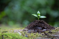 خلاصه دنیای گیاهان علوم نهم