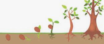 از یاخته تا گیاه- سامانه بافتی - محمدرضا قراجه مرند