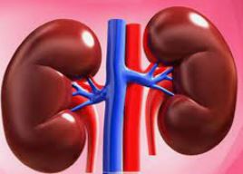 تنظیم اسمزی - هم‌ایستایی و کلیه‌ها - کیارش سادات رفیعی