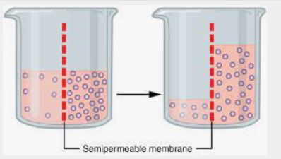 فرایند اسمز - آب آهنگ زندگی - سیدعلی موسوی فرد