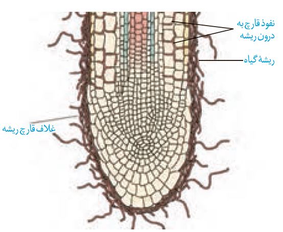 تغذیه گیاهی - قارچ ریشه‌ای - 3 سوال از کتاب پرتکرار زیست دهم