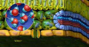 انتقال مواد در گیاهان - 3 سوال تشریحی از کتاب پرتکرار زیست دهم