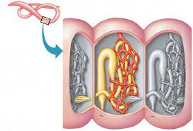 تنوع دفع و تنظیم اسمزی در جانداران-3سوال تشریحی ازکتاب پرتکرار