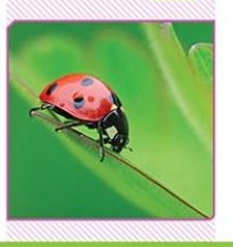 خلاصه زیست دهم فصل4 گفتار4 (تنوع گردش مواد)- مهساسادات هاشمی