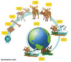 دنیای زنده - گستره حیات  - محیا اصغری