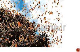 دنیای زنده  - زیست‌شناسی چیست؟ - محیا اصغری