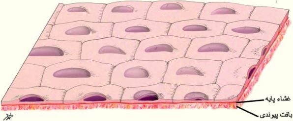 دنیای زنده - بافت‌ها در بدن انسان - محیا اصغری