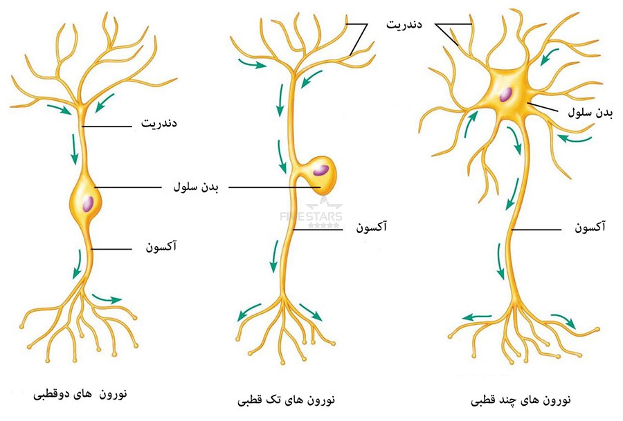 تنظیم عصبی - سلول‌های بافت عصبی. مبینا علیزاده
