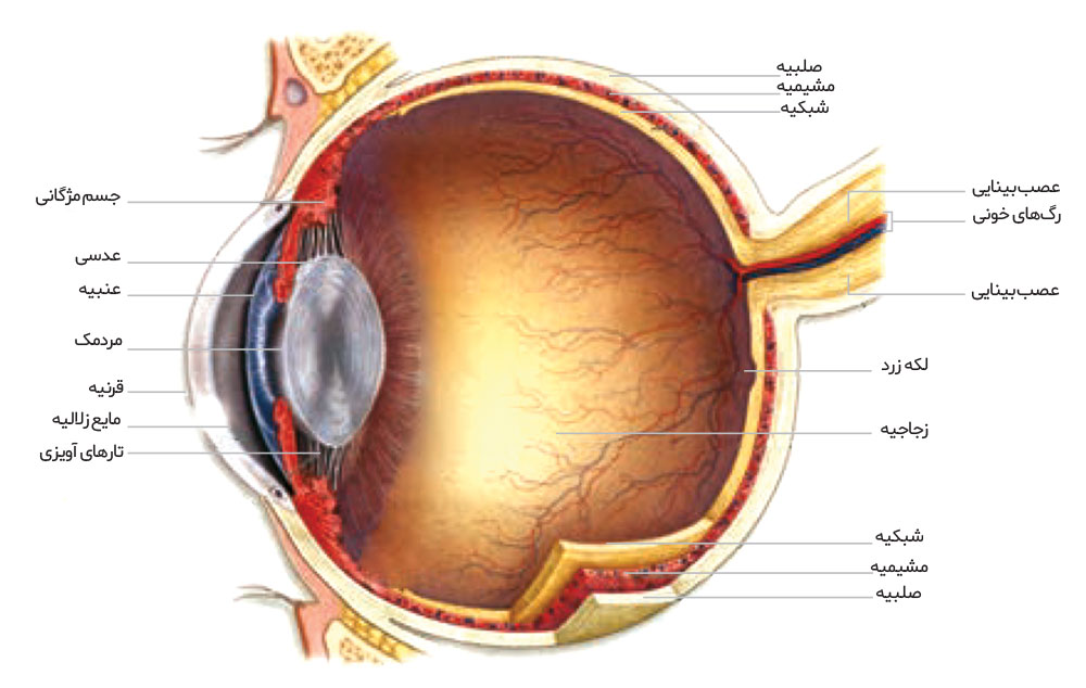 فصل حواس - مبحث حواس ویژه - حسین شکوه