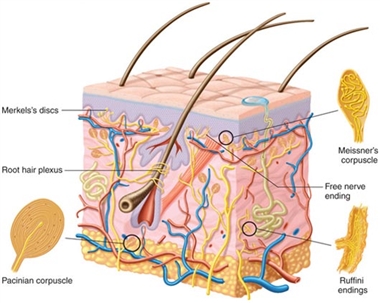 گیرنده‌های حسی (زیست 2): فیلم نکته و تست .حسین شکوه
