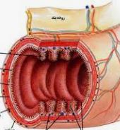 گوارش و جذب مواد - ساختار و عملکرد لوله گوارش