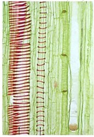 گیاهان آوند دار- دنیای گیاهان - امیررضا کتابچی