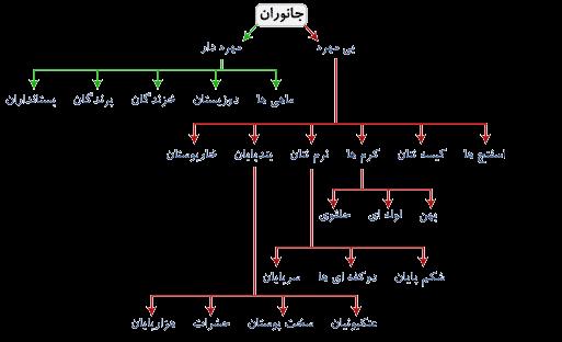 گروه‌بندی جانداران - گوناگونی جانداران - امیررضا کتابچی