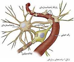 تنظیم عصبی-زیست شناسی2-پاسخنامه تشریحی آزمونک -لیلا نورانی