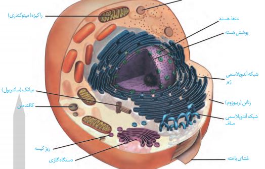 دنیای زنده_ورود مواد به یاخته و خروج ازآن_پدیده نعمت پور