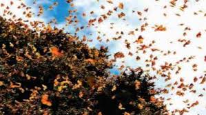 دنیای زنده - زیست دهم - درسنامه - سعید شرفی