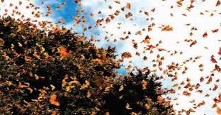 دنیای زنده - زیست شناسی دهم - آزمونک - فاطمه صمدی