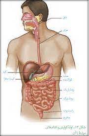 گوارش و جذب مواد - زیست دهم- درسنامه - فاطمه صمدی