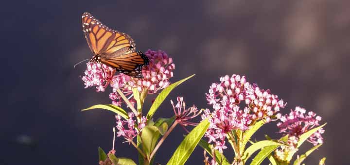 دنیای زنده ،گوارش و جذب مواد ، تبادلات گازی - زیست- فاطمه صمدی