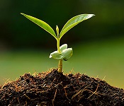 از یاخته تا گیاه جذب و انتقال مواد در گیاهان - زیست دهم - بخش1