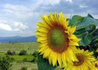 با برنامه‌ریزی در تابستان آرامش بیش‌تری خواهید داشت