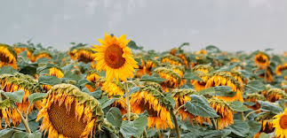 چرا باید مثبت اندیش باشیم