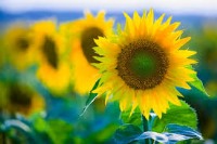 تابستان و مهارت‌های تابستانی (1)