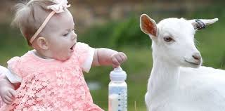 نوشیدنی ای که از عفونت گوارشی نوزادان جلوگیری می‌کند