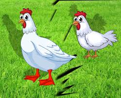 داستان مرغش یک پا دارد