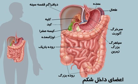 چرخه‌ی زندگی
