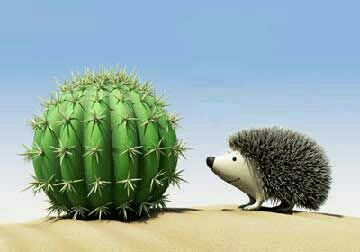 قصه جالب و زیبا کاکتوس و جوجه تیغی