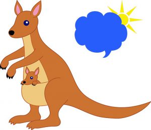 آشنایی با کانگوروها : زندگی کانگوروها چه طوری است؟