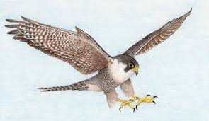 قصه قبل از خواب _ شاهینی که پرواز نمی‌کرد(12)