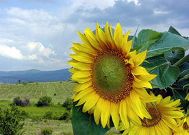 خلاقیت فرزندتان را پرورش دهید (داستان آموزشی)